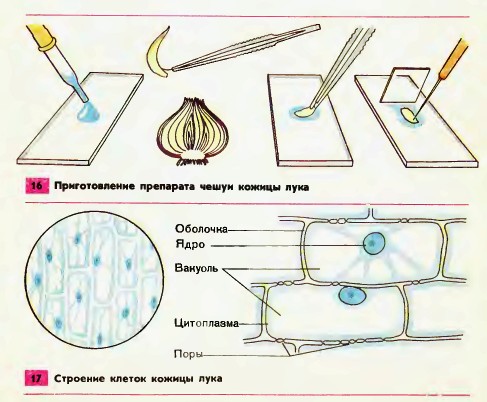 Клетка лука под микроскопом рисунок