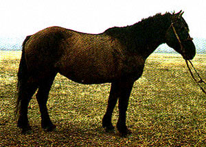 http://www.ansi.okstate.edu/breeds/horses/bashkir/bashkir2.jpg