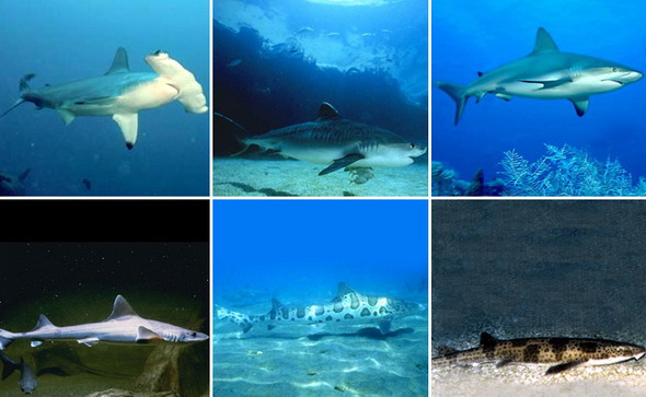 Акулы. Верхний ряд – кархаринообразные, слева направо: гигантская акула-молот, тигровая акула, рифовая акула. Нижний ряд – кархаринообразные, слева направо: американская кунья акула, леопардовая акула, звёздчатая кошачья акула