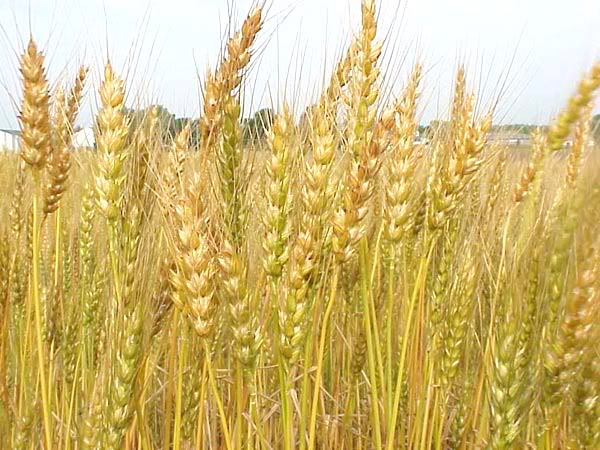 25-wheat-production.jpg