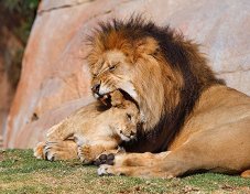 http://go2.imgsmail.ru/imgpreview?key=http%3A//magspace.ru//prezentacii.org/upload/cloud2/2010/04/18/22-30zoo_animals_captured_at_the_right_moment_11.jpg&mb=imgdb_preview_1663