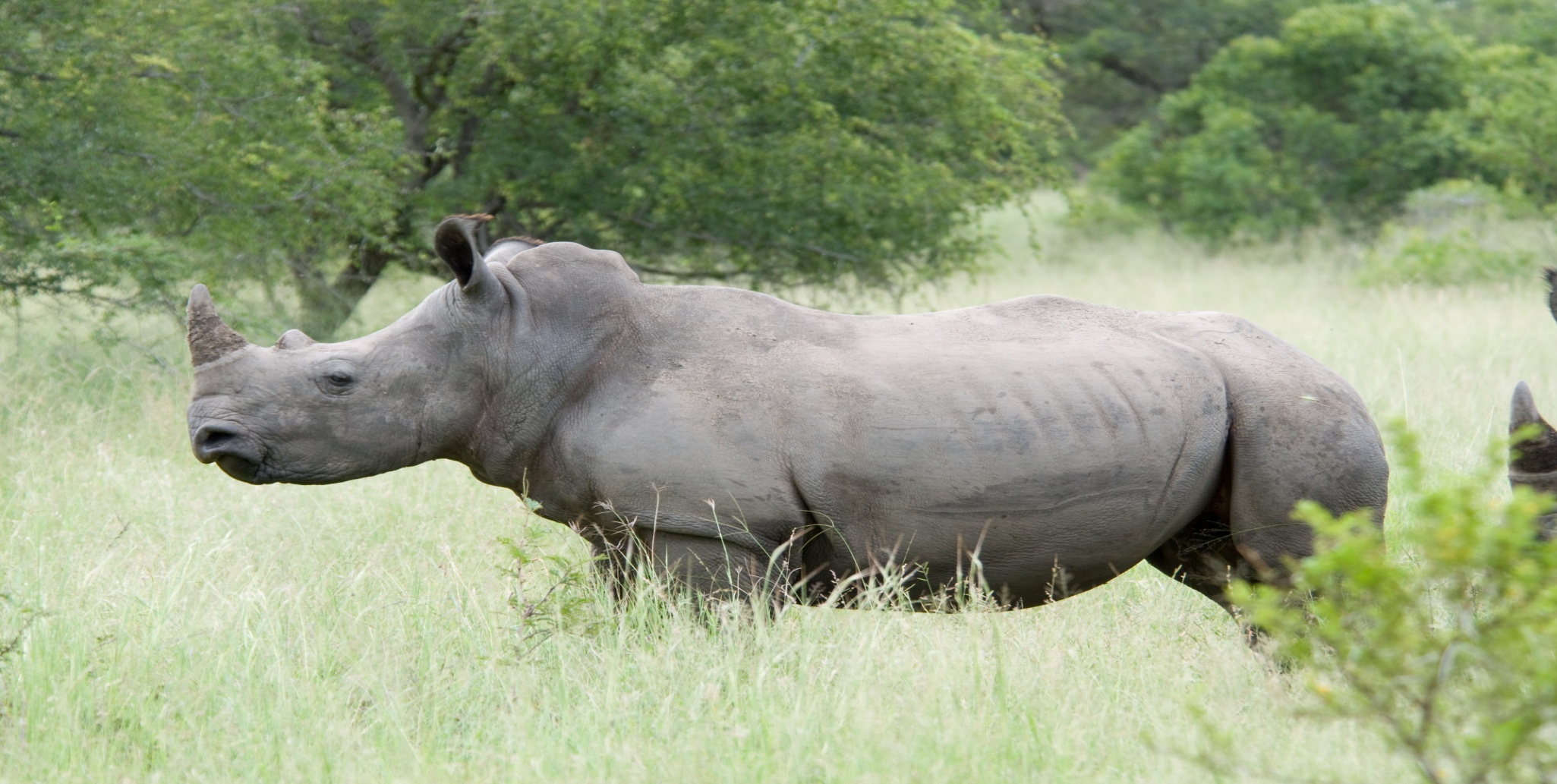 White_Rhino.jpg