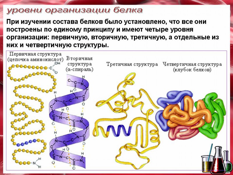 4 организации белка. Первичная структура белка рисунок. Первичная и вторичная структура белка. Первичная структура белка аминокислоты. Четвертичная структура белка это цепь аминокислот.