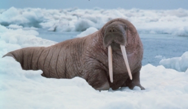 http://pro-kitov.info/walrus/images/walrus11.jpg