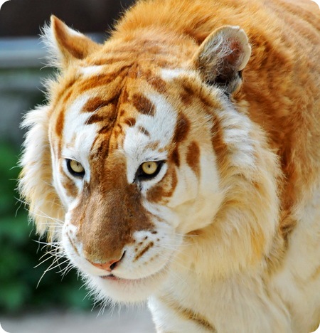 ЗОЛОТОЙ ТИГР. Именно так называются тигры с подобным окрасом. Причина необычного цвета - 