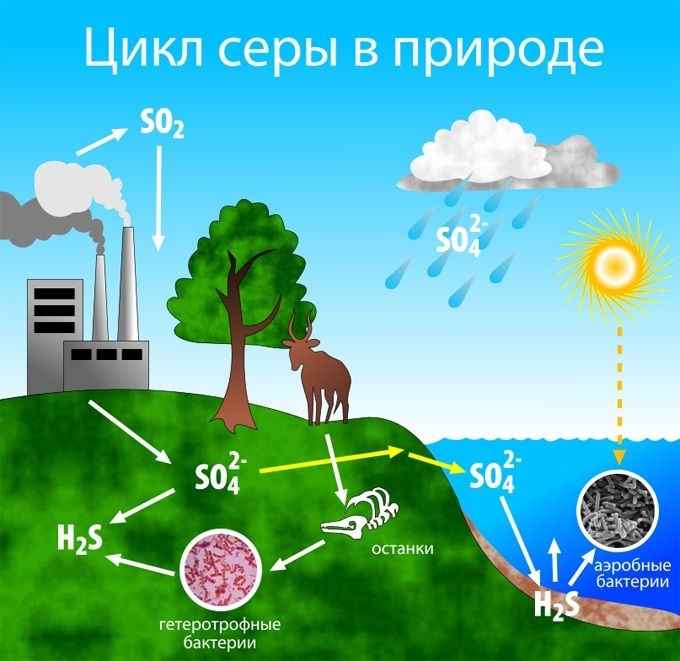 Круговорот веществ в природе 9 класс биология схема