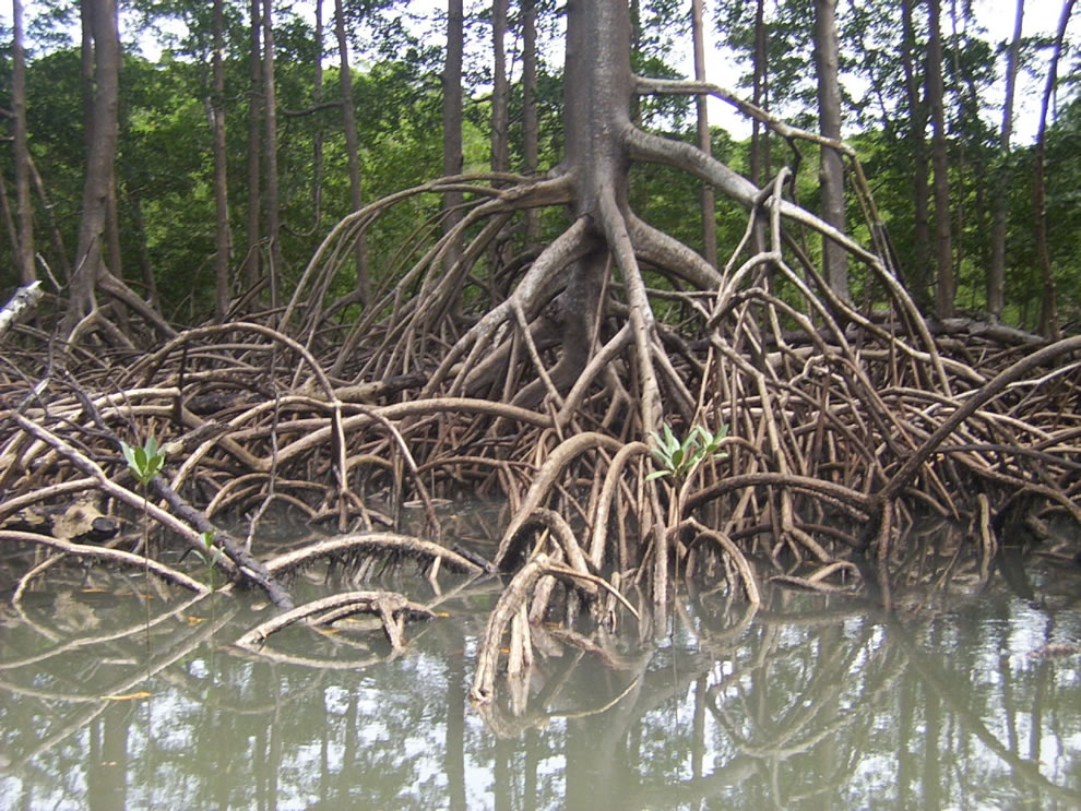 Aerial-roots-of-red-mangrove-on-an-Amazonian-river.jpg