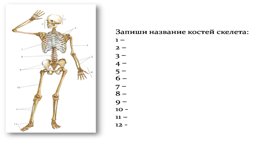 Подпишите отделы скелета. Скелет человека 8 класс биология. Строение скелета биология. Кости скелета человека 8 класс биология. Отделы скелета человека 8 класс биология.