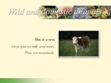 "Дикие и домашние животные" содержит картинки и описание животных на английском языке.