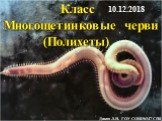 Класс многощетинковые черви (полихеты)