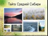 Тайга Средней Сибири