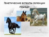 Генетические аспекты селекции лошадей