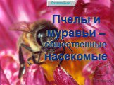 Пчелы и муравьи - общественные насекомые