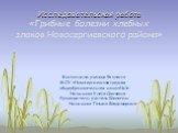 Грибные болезни хлебных злаков новосергиевского района