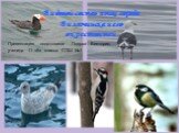 Видовой состав птиц города вилючинска