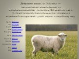 Домашняя овца