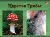 Царство грибы