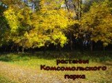 Растения комсомольского парка