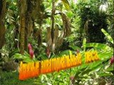 Влажные экваториальные леса