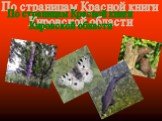 По страницам Красной книги Кировской области