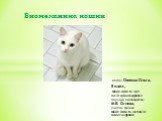 Биомеханика кошки
