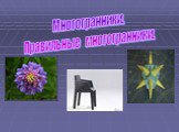 Правильные многогранники