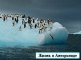 Жизнь в антарктиде