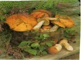 Многообразие грибов, их роль в биосфере и жизни человека