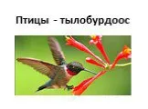 Презентация о птицах с переводом на удмуртский язык