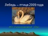Лебедь – птица 2009 года