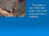 The koala is one of the best known and most loved animals in australia