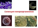 Селекция микроорганизмов