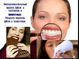 Экспериментальный кариес зубов у человека и животных