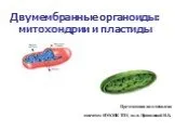 Двумембранные органоиды: митохондрии и пластиды