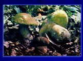 Паразитические грибы