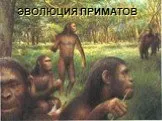Эволюция приматов