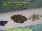 Видовое разнообразие бабочек села старокучергановка